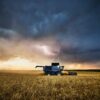Extreme weather disrupts global wheat production in 2025. Wheat production