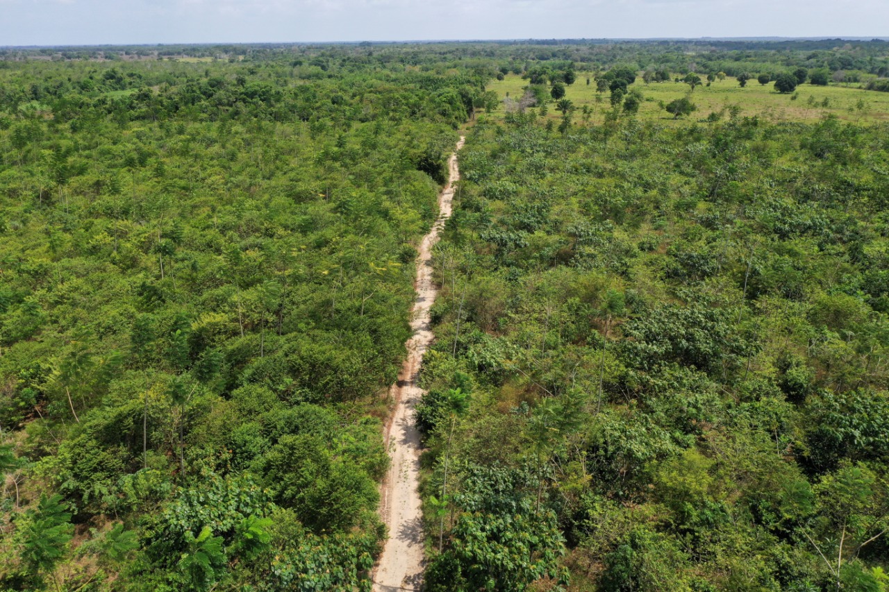 Reforestasi Amazon
